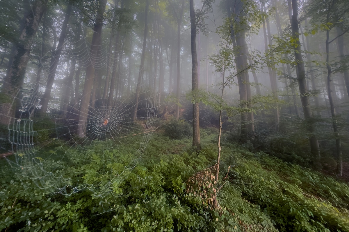 Exploring the Enchanted Forest